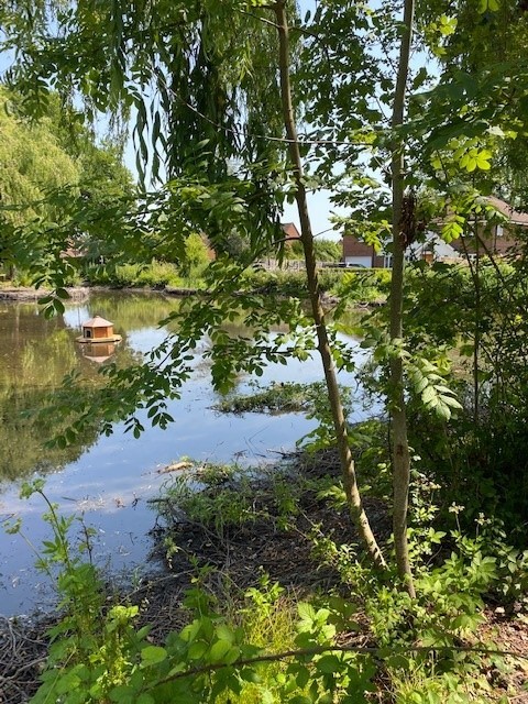 Pond with duck house